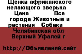 Щенки африканского нелающего зверька  › Цена ­ 35 000 - Все города Животные и растения » Собаки   . Челябинская обл.,Верхний Уфалей г.